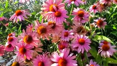 粉红色圆锥形花